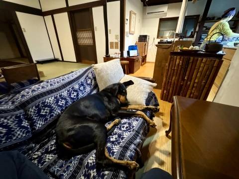 空水はソファで夢の中 空水はソファで夢の中