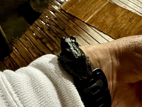 手首にぽとりと落ちてきたカエル 手首にぽとりと落ちてきたカエル