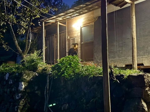 光る首輪を着けて佇む 光る首輪を着けて佇む