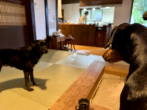 ブルー登場 ブルー登場