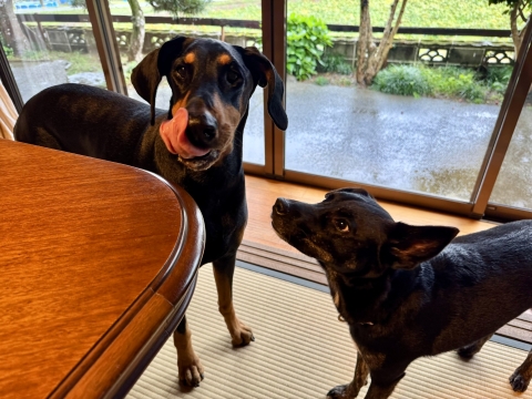 「我々のは?」 「我々のは?」