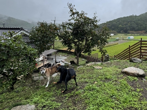 いろりにもワンプロを仕掛けるが無理(笑) いろりにもワンプロを仕掛けるが無理(笑)