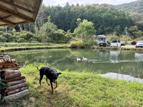 池には水鳥 池には水鳥