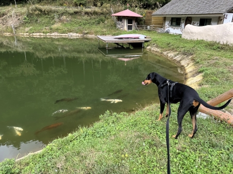 鯉もいる 鯉もいる