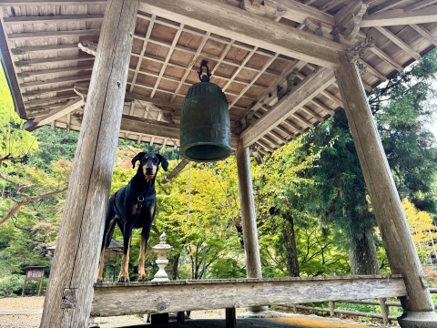 ���̉���