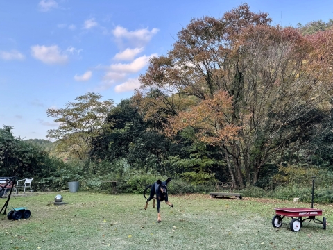 ��D���ȃI�b�L�j�ɓ���