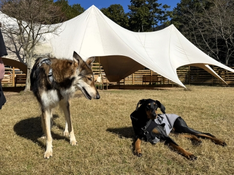 �{���]�C�ƃz���C�g�X�C�X�V�F�p�[�h�̃~�b�N�X�A�{�[�j����