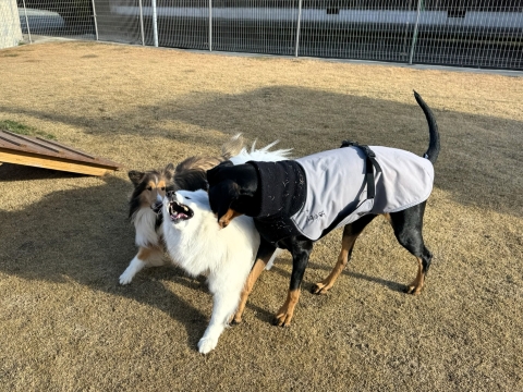 �����v���ɂ�������