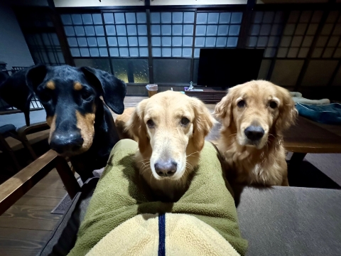 �u���������������񂩁H�v