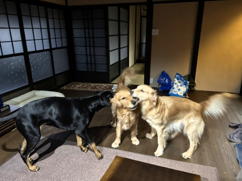 ����ɑ���