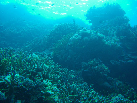 広がるサンゴ礁