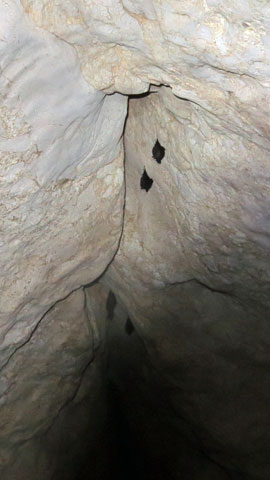 途中通った洞窟にはコウモリも