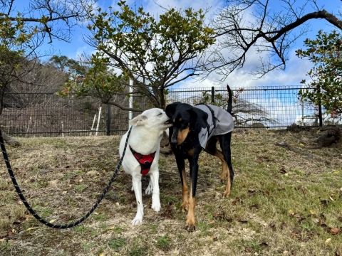 �������炱���낤�ɉ��