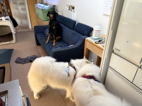 �T�j�[&���C���K