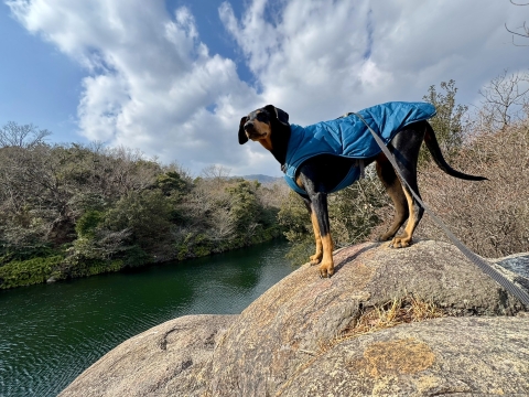 �_�C���B���O�h�[���ɂ�