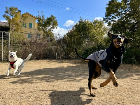 �����낤�Ƃ͂��Ⴎ