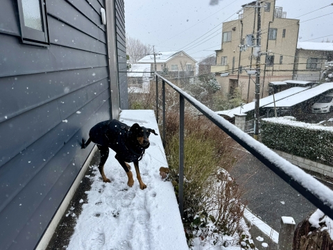 �����͐�