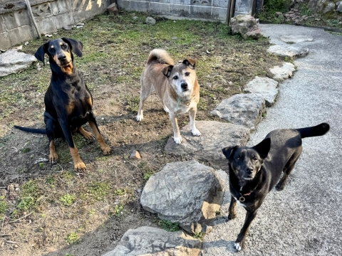 �����̐X�ł����&�u���[��