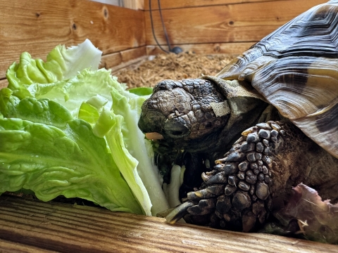 新しい環境で早速葉っぱを頬張るシロ 新しい環境で早速葉っぱを頬張るシロ