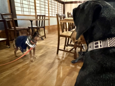 ごまちゃん登場 ごまちゃん登場