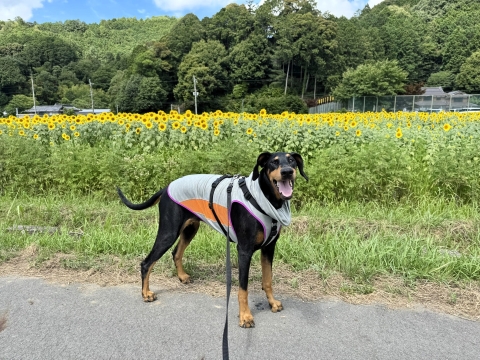 ひまわり祭りに来てみた ひまわり祭りに来てみた