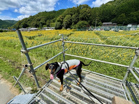 見晴らし台もある 見晴らし台もある