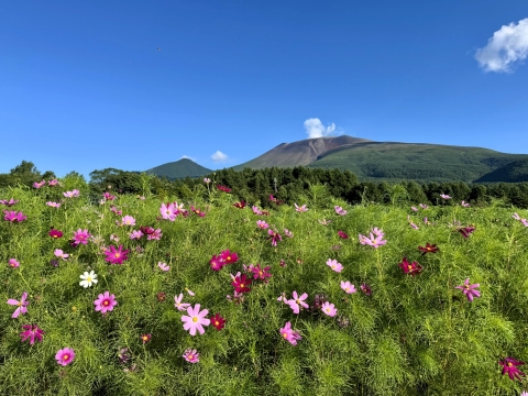 もう満開のコスモスの向こうに浅間山 もう満開のコスモスの向こうに浅間山