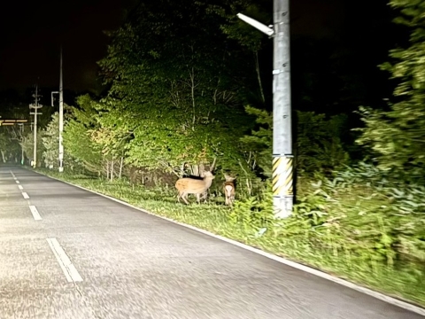 道端に鹿 道端に鹿