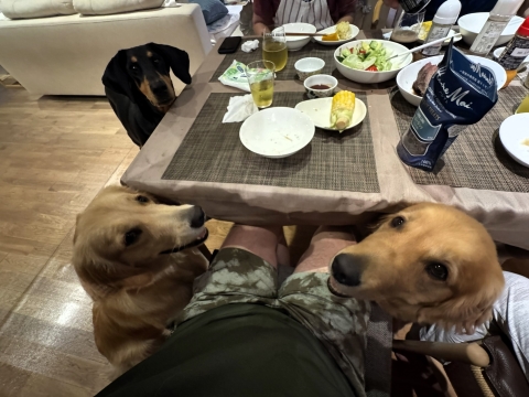 「なんかちょうだい」 「なんかちょうだい」