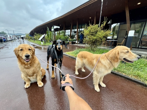 雨の発地市庭 雨の発地市庭