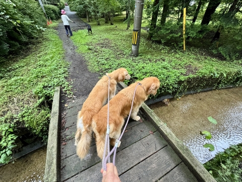 初めての道を歩く 初めての道を歩く