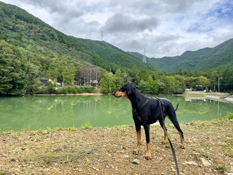 池の畔を歩く 池の畔を歩く