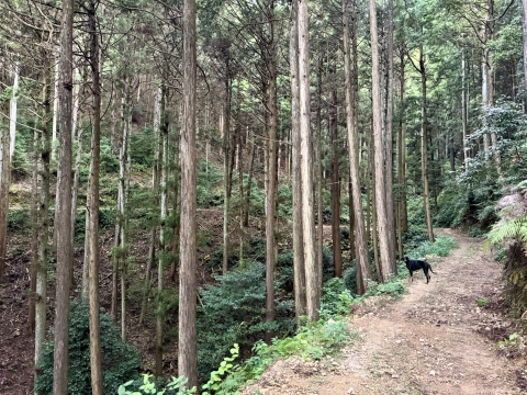 逆走 逆走