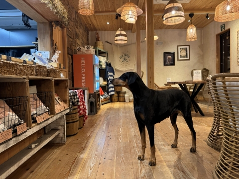 �L�b�`��������������̂��o�Ă���̂��Ђ�����҂�