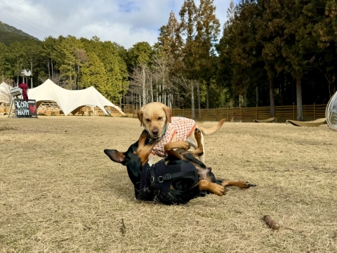 �W�����A�ɐQ�Z