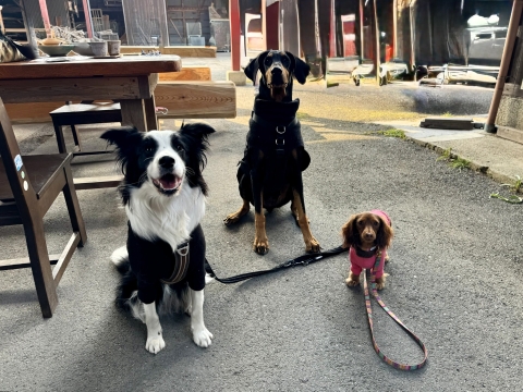 �G�}&�A����3S