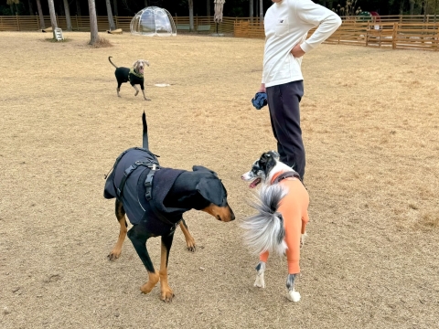 �����̃x���Ɠ������̃A�_��