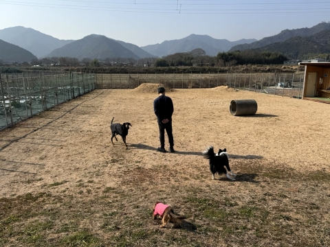 ���̏��̃h�b�O�����ɂ�