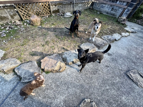 チャコも入って4S チャコも入って4S