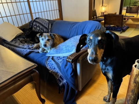 「もうすぐごはんか?」 「もうすぐごはんか?」