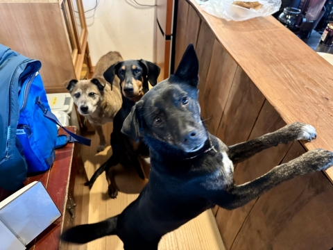 喰いしん坊たち 喰いしん坊たち