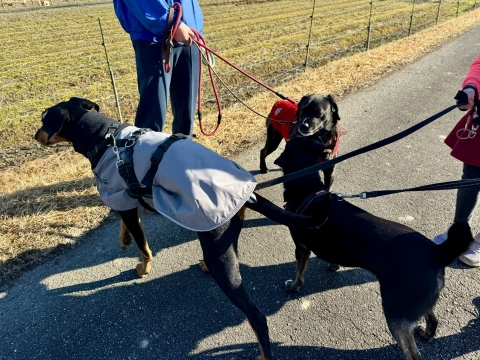 ご近所のわんこにご挨拶 ご近所のわんこにご挨拶