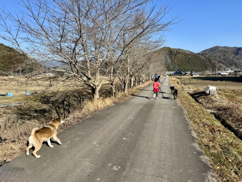 桜並木の道を歩く 桜並木の道を歩く