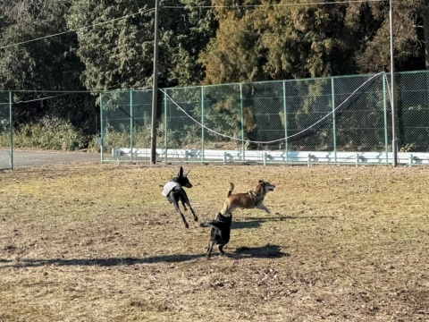 3頭で走る 3頭で走る