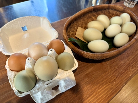 土産に新鮮卵を頂いた 土産に新鮮卵を頂いた