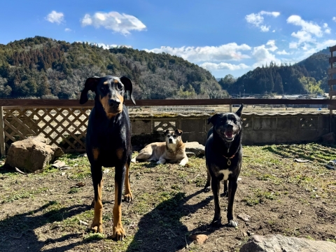 ぽかぽか陽気の庭でいろりを中心に ぽかぽか陽気の庭でいろりを中心に