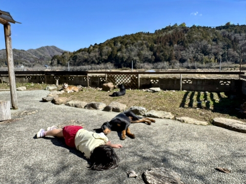 なんとも平和な光景 なんとも平和な光景
