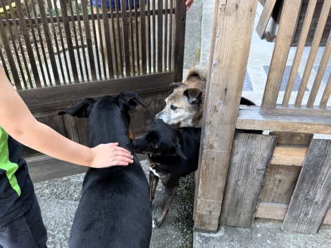 いろりとブルーが出迎え いろりとブルーが出迎え