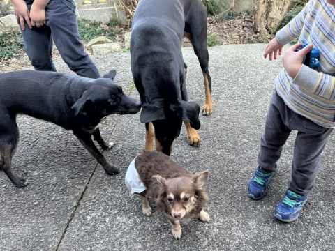 期間限定看板犬のチャコモいる 期間限定看板犬のチャコモいる
